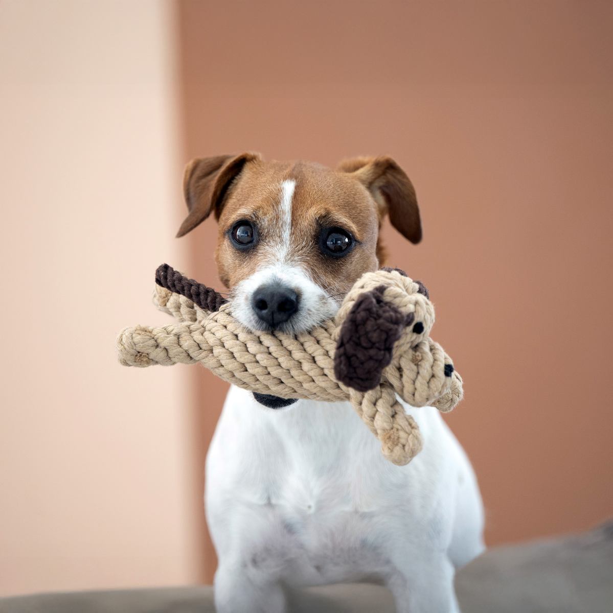 Dog Products